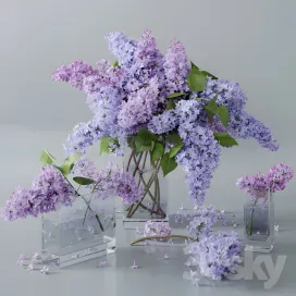 Lilac